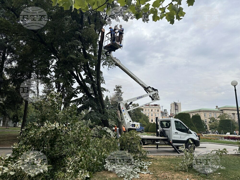 Община Русе: ОП „Паркстрой“ извършва резитба на опасно дърво пред Доходното здание