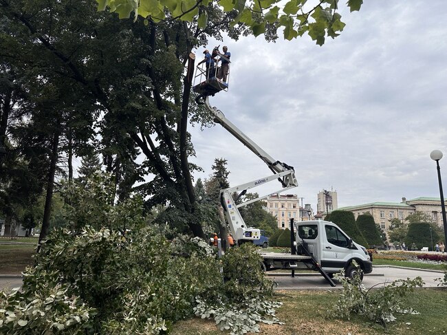 Община Русе: ОП „Паркстрой“ извършва резитба на опасно дърво пред Доходното здание
