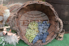 Плевен - Фестивал на виното - откриване