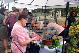 Плевен - Фестивал на виното - откриване