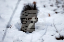 Зима