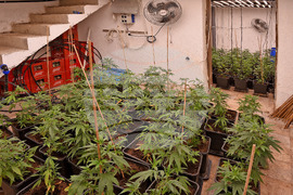 Варна - Полицейска акция - наркооранжерия