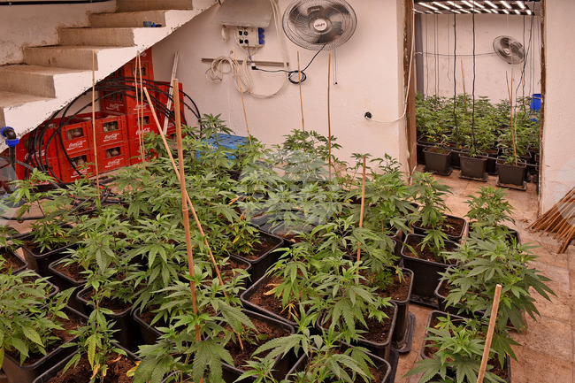 Съдът във Варна измени в парична гаранция мярката на задържан за отглеждане и държане на марихуана