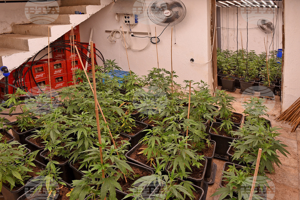 Варна - Полицейска акция - наркооранжерия