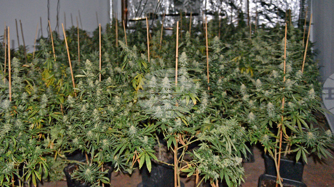 Полицията задържа мъж, отглеждал в дома си над 250 растения от рода на конопа