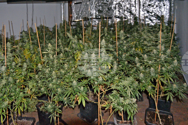 Полицията задържа мъж, отглеждал в дома си над 250 растения от рода на конопа