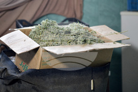 Варна - Полицейска акция - наркооранжерия