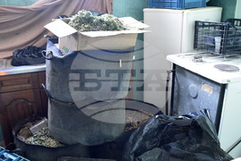 Варна - Полицейска акция - наркооранжерия