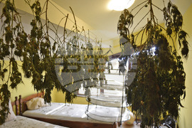 Варна - Полицейска акция - наркооранжерия