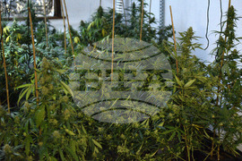 Варна - Полицейска акция - наркооранжерия