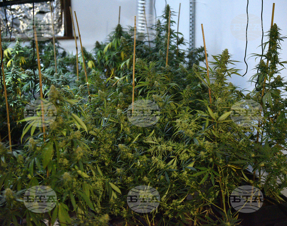 Варна - Полицейска акция - наркооранжерия