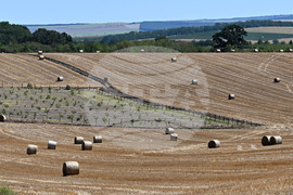 Лозница - природа - рулонни бали