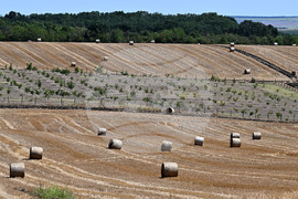Лозница - природа - рулонни бали