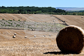 Лозница - природа - рулонни бали