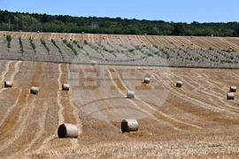 Лозница - природа - рулонни бали