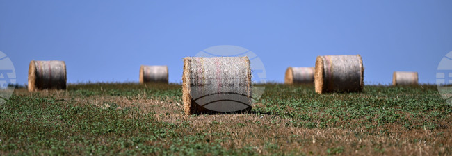 Лозница - природа - рулонни бали