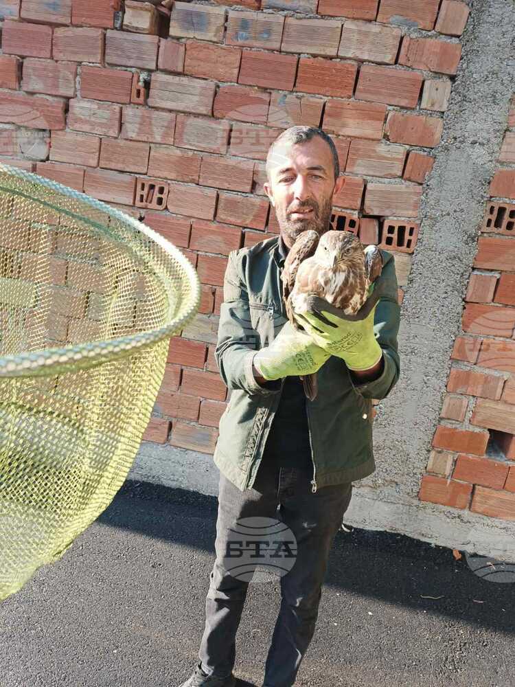 Екип на природния парк "Сините камъни" помогна на бедстващ белоопашат мишелов