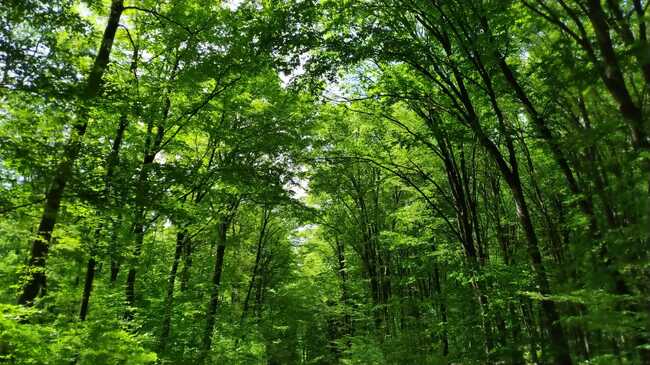 Северноцентрално държавно предприятие ДП - Габрово: 1 921 проверки в горите на Централна Северна България през август