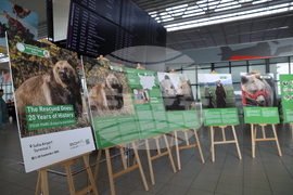 Летище "София" - „Четири лапи“ - изложба „Спасените: 20 години история“