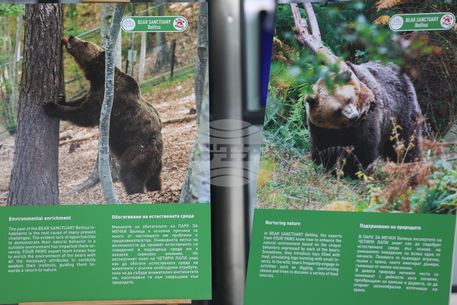 Фондация ,,Четири лапи” ще отбележи своята 25-годишнина с първото по рода си VR преживяване в Парка за мечки в Белица