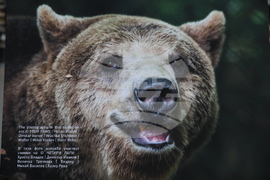 Летище "София" - „Четири лапи“ - изложба „Спасените: 20 години история“