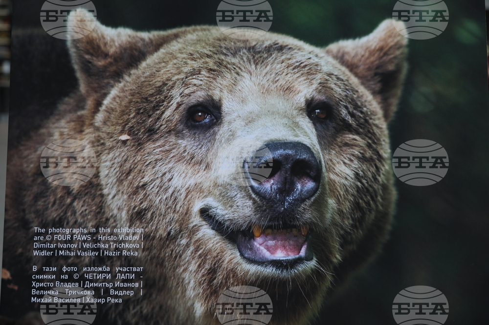 Летище "София" - „Четири лапи“ - изложба „Спасените: 20 години история“