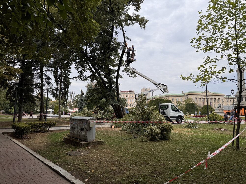Община Русе: Премахване на изсъхнали дървета ще затвори част от площад „Свобода“ утре
