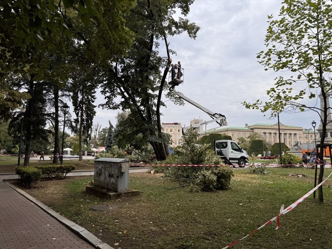 Община Русе: Премахване на изсъхнали дървета ще затвори част от площад „Свобода“ утре