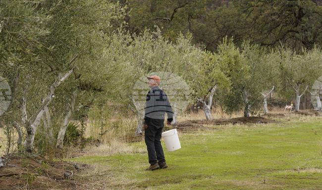 Градушка нанесе големи щети на маслинови насаждения на Халкидическия полуостров