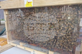 Хасково - изложение - мед - пчелари