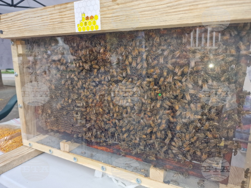 Хасково - изложение - мед - пчелари