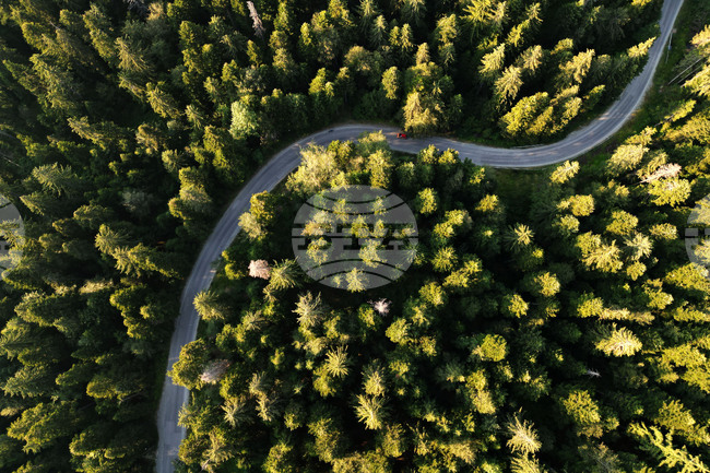 Отворен е прием по интервенцията за залесяване и възстановяване, който ще продължи до 3 октомври