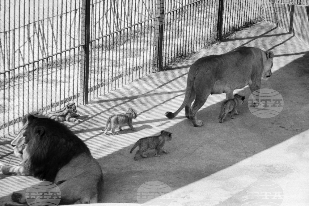Варненският зоопарк през 1978 година