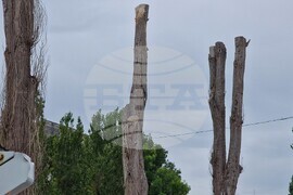 Хасково - тополи - почистване