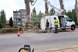 Хасково - тополи - почистване