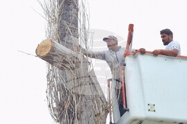 Хасково - тополи - почистване