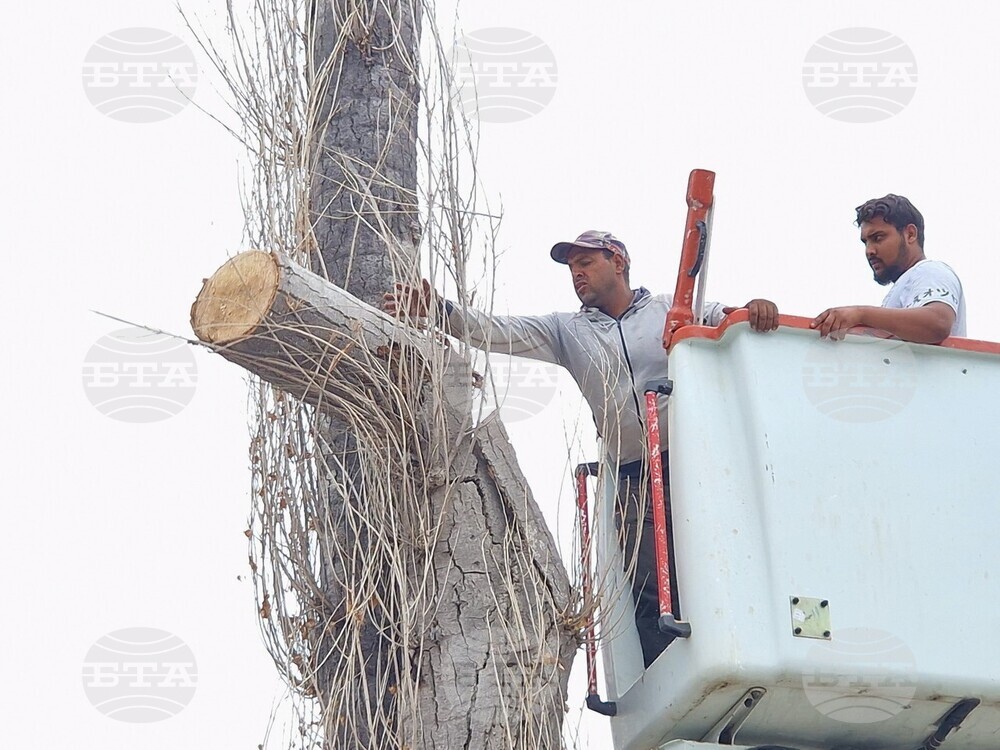 Хасково - тополи - почистване