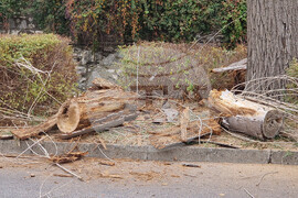 Хасково - тополи - почистване