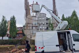 Хасково - тополи - почистване