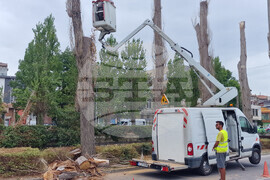 Хасково - тополи - почистване