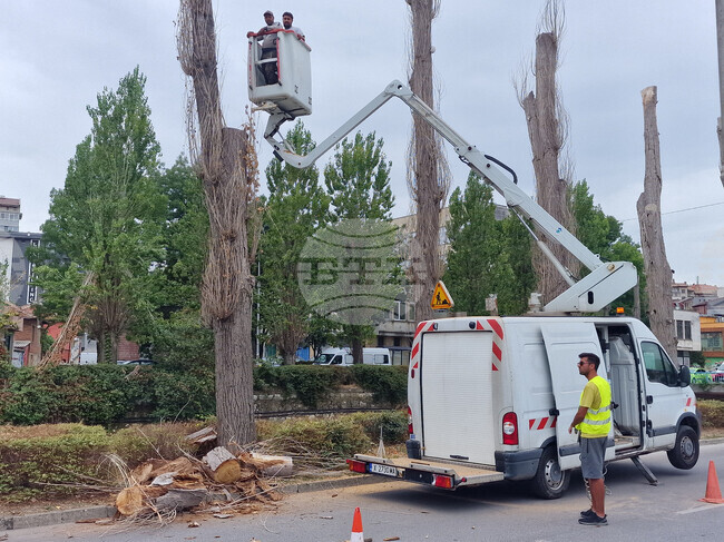 Хасково - тополи - почистване