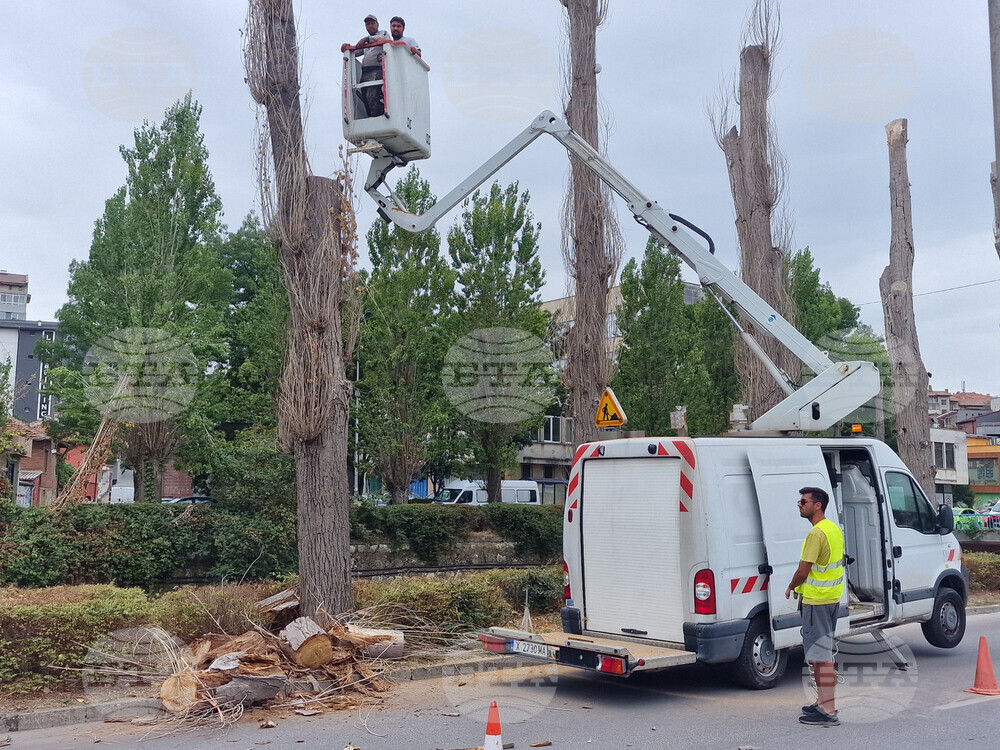 Хасково - тополи - почистване