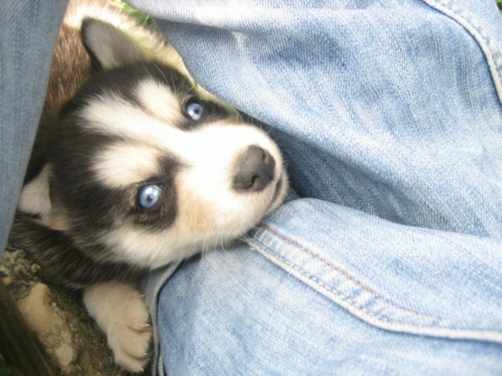 Инспектори от Община Шумен извършват ежедневни проверки на собствениците на домашни любимци 