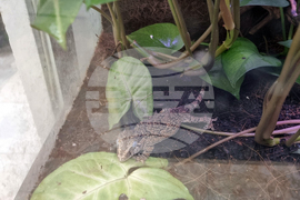 Пловдив - зоомагазин - домашни любимци