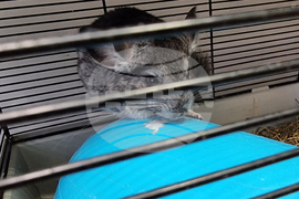 Пловдив - зоомагазин - домашни любимци