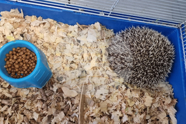 Пловдив - зоомагазин - домашни любимци