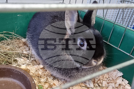 Пловдив - зоомагазин - домашни любимци