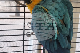 Пловдив - зоомагазин - домашни любимци