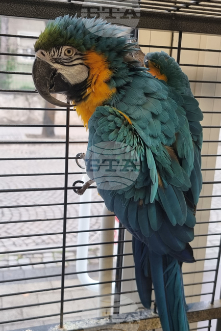 Пловдив - зоомагазин - домашни любимци