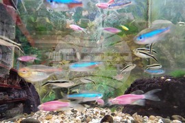 Пловдив - зоомагазин - домашни любимци